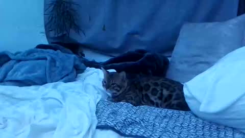 jwolf11851725 online show from October 25, 8:22 am