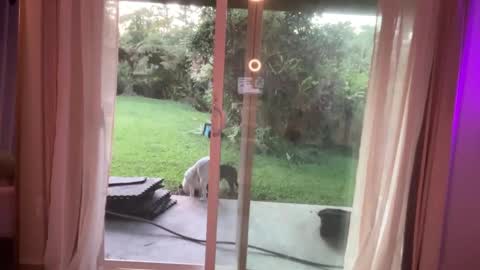 Snapshot of kaileeshy chatting on January 7, 3:46 am Kailee Smile online show from January 7, 3:46 am