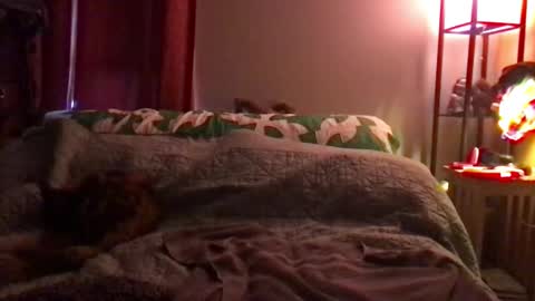 Snapshot of kitejackdaw chatting on December 8, 9:52 pm Kite Jackdaw Bi Trans Man online show from December 8, 9:52 pm