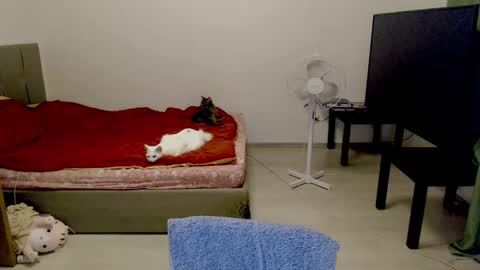 Snapshot of kitten_jenny01 chatting on February 10, 12:41 am Jennyblonde and Emmabrunette online show from February 10, 12:41 am