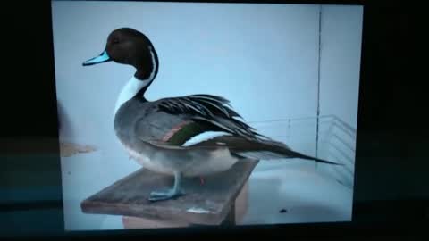 Lance online show from January 13, 1:02 am