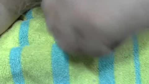 Snapshot of liltonypa chatting on January 21, 6:45 pm LilTonyPA online show from January 21, 6:45 pm