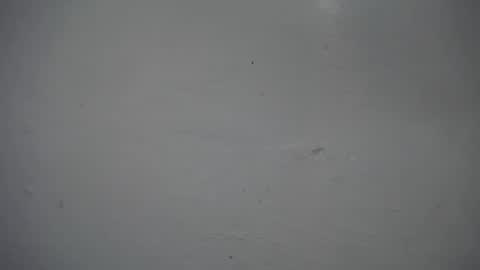 lisa_branch online show from November 16, 12:33 pm