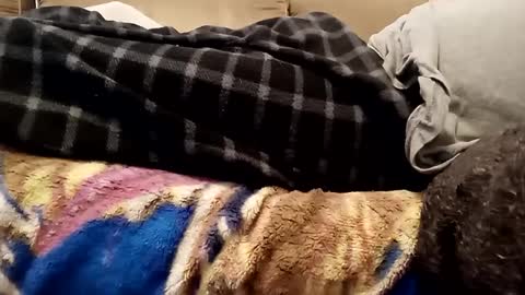 Snapshot of looking4bush chatting on December 1, 7:36 pm looking4bush online show from December 1, 7:36 pm