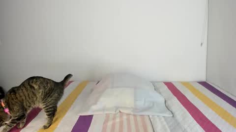 instagram  nueela   online show from November 13, 11:14 pm