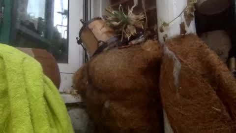 Snapshot of matureman1234 chatting on November 5, 8:25 am matureman1234 online show from November 5, 8:25 am