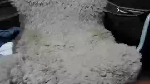 Snapshot of maximus_oreally chatting on January 7, 2:19 pm Max online show from January 7, 2:19 pm