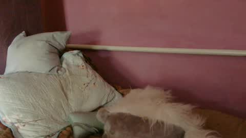 Snapshot of medjik_lool chatting on June 27, 12:22 pm Oltereodora-lima online show from June 27, 12:22 pm