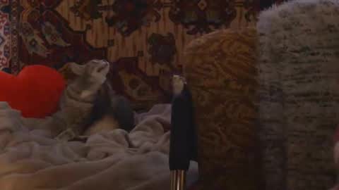 Elis online show from February 20, 2:17 pm