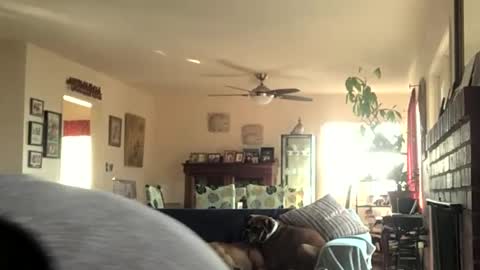 Monkee Dance online show from December 11, 8:07 pm