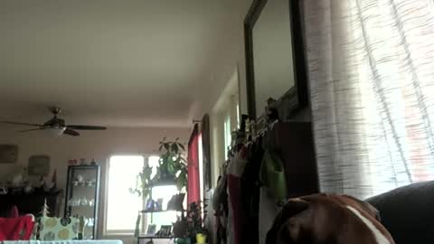 Monkee Dance online show from December 29, 10:25 pm