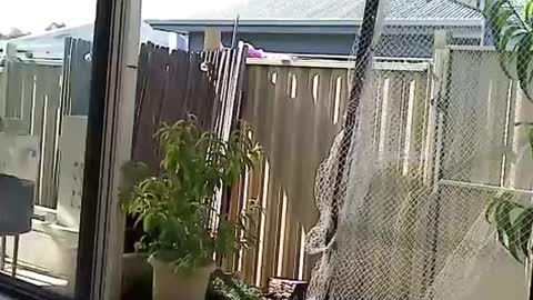 NECK online show from December 3, 8:27 am