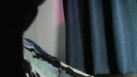 Black Tarzan online show from December 22, 5:56 am