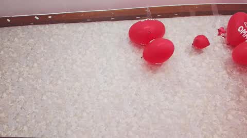 Snapshot of nicol_ferrer chatting on February 13, 7:42 pm Nicol online show from February 13, 7:42 pm