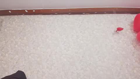 Snapshot of nicol_ferrer chatting on February 15, 7:17 pm Nicol online show from February 15, 7:17 pm