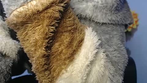 Snapshot of noah_miller7 chatting on January 23, 7:11 am Noah Millers online show from January 23, 7:11 am