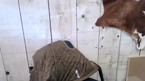 kinkynerd online show from October 18, 7:14 pm