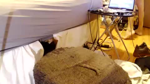 papabearbackdoor online show from July 26, 1:58 am