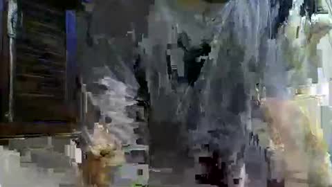 Snapshot of paugrosso202 chatting on November 24, 2:00 am paugrosso202 online show from November 24, 2:00 am