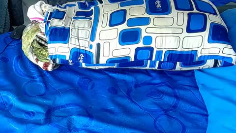 Snapshot of paula_wills chatting on January 6, 12:35 pm Yura independent model online show from January 6, 12:35 pm