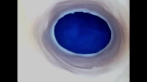 Paula 18 Aninhos online show from March 10, 6:29 am