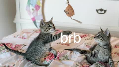 Kitty online show from November 17, 7:08 pm