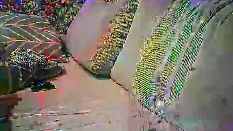 psytube online show from October 22, 9:14 pm