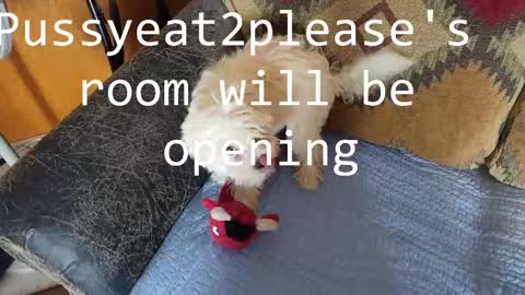 Snapshot of pussyeat2please chatting on February 26, 5:07 pm Rick online show from February 26, 5:07 pm