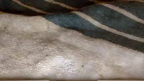 rimachaka online show from December 27, 8:18 pm