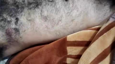 rockyp2025 online show from March 3, 12:05 pm