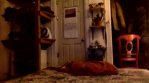 rp131313 online show from November 15, 8:11 am