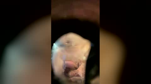 Sam online show from April 18, 11:14 am