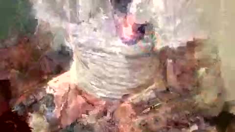 samboiamtho online show from November 1, 1:07 am