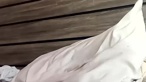 Snapshot of saucybear666 chatting on January 24, 6:46 pm SnowBunny online show from January 24, 6:46 pm