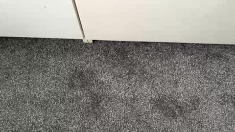 scottyc48 online show from November 13, 2:49 pm