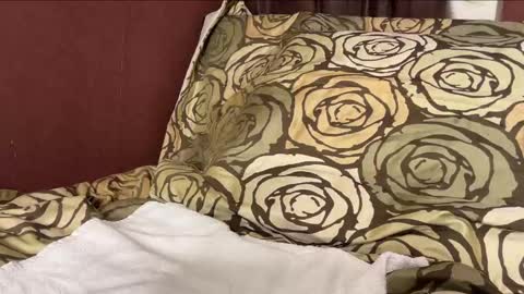 Snapshot of sebilone chatting on December 29, 6:27 pm Hennriette and Sebastian online show from December 29, 6:27 pm