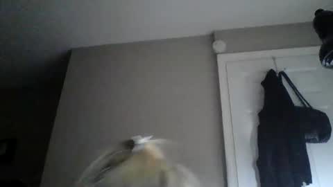 sexxiibossbabe online show from December 19, 7:32 pm