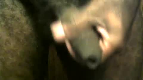 Snapshot of snkr1244 chatting on December 28, 7:55 am snkr1244 online show from December 28, 7:55 am