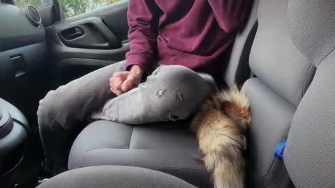 Snapshot of sondages chatting on November 6, 8:04 am Sondages online show from November 6, 8:04 am