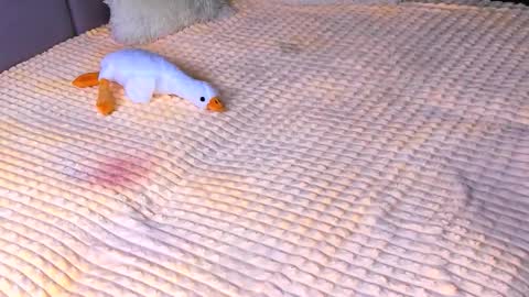 Snapshot of sweet_barbe chatting on November 2, 3:47 pm Alice online show from November 2, 3:47 pm