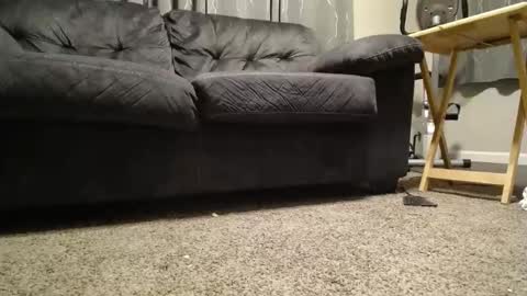 sxtn002 online show from November 11, 11:10 am