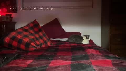 Thatcarrguyy online show from December 3, 12:38 pm