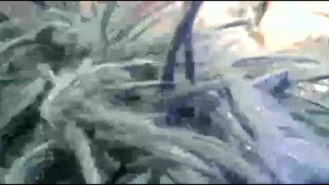 Snapshot of tooshort30w59675 chatting on February 17, 5:19 pm tooshort30w59675 online show from February 17, 5:19 pm