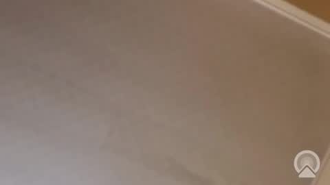 Antique-Shirt2516 online show from November 13, 12:09 am