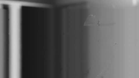 steve online show from December 4, 10:57 am