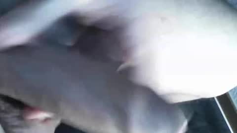 Snapshot of viktorklubb chatting on March 8, 11:39 pm online show from March 8, 11:39 pm