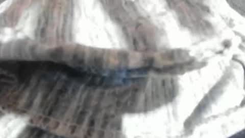 Virgowithabig online show from March 23, 11:25 am