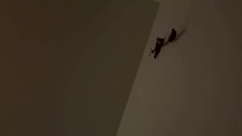 Snapshot of walter204 chatting on November 9, 8:18 pm walter204 online show from November 9, 8:18 pm