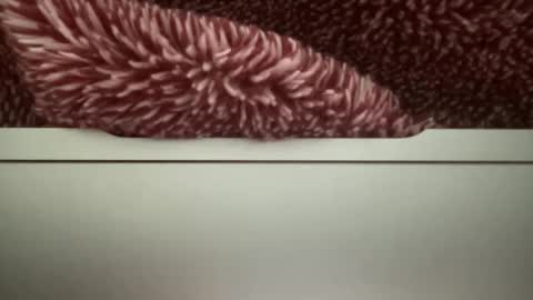 z95141 online show from October 22, 3:56 pm