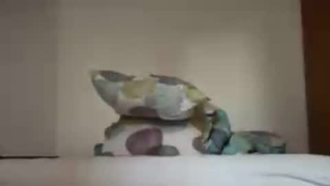 Snapshot of zkopa1234 chatting on June 18, 1:48 pm zkopa1234 online show from June 18, 1:48 pm